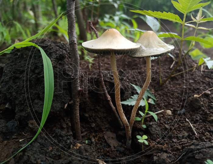 Mushroom flower