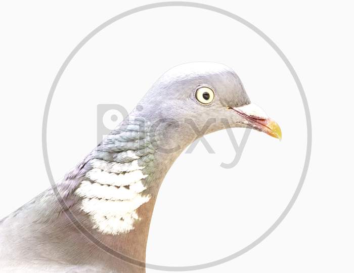 Pigeon Profile