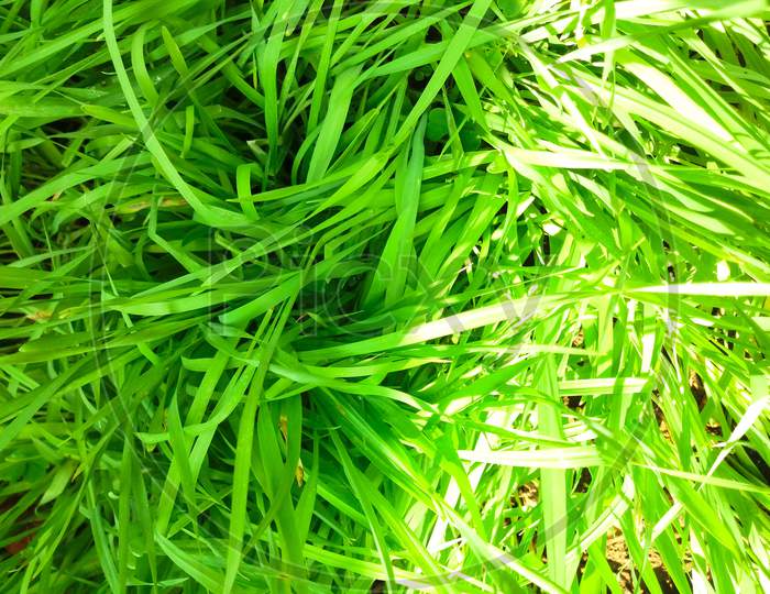wheat grass at indian farms,partially exposed to sunlight