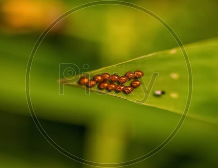 Butterfly Eggs. Aporia Crataegi Eggs On Green Leaf Close-Up. Insects Egg Macro Photography With Shallow Depth Of Filed. Color Eggs Blur