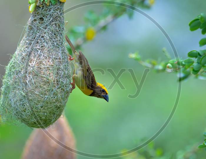 Baya Weaver Hanging In Retort Shaped Nests Woven From Leaves