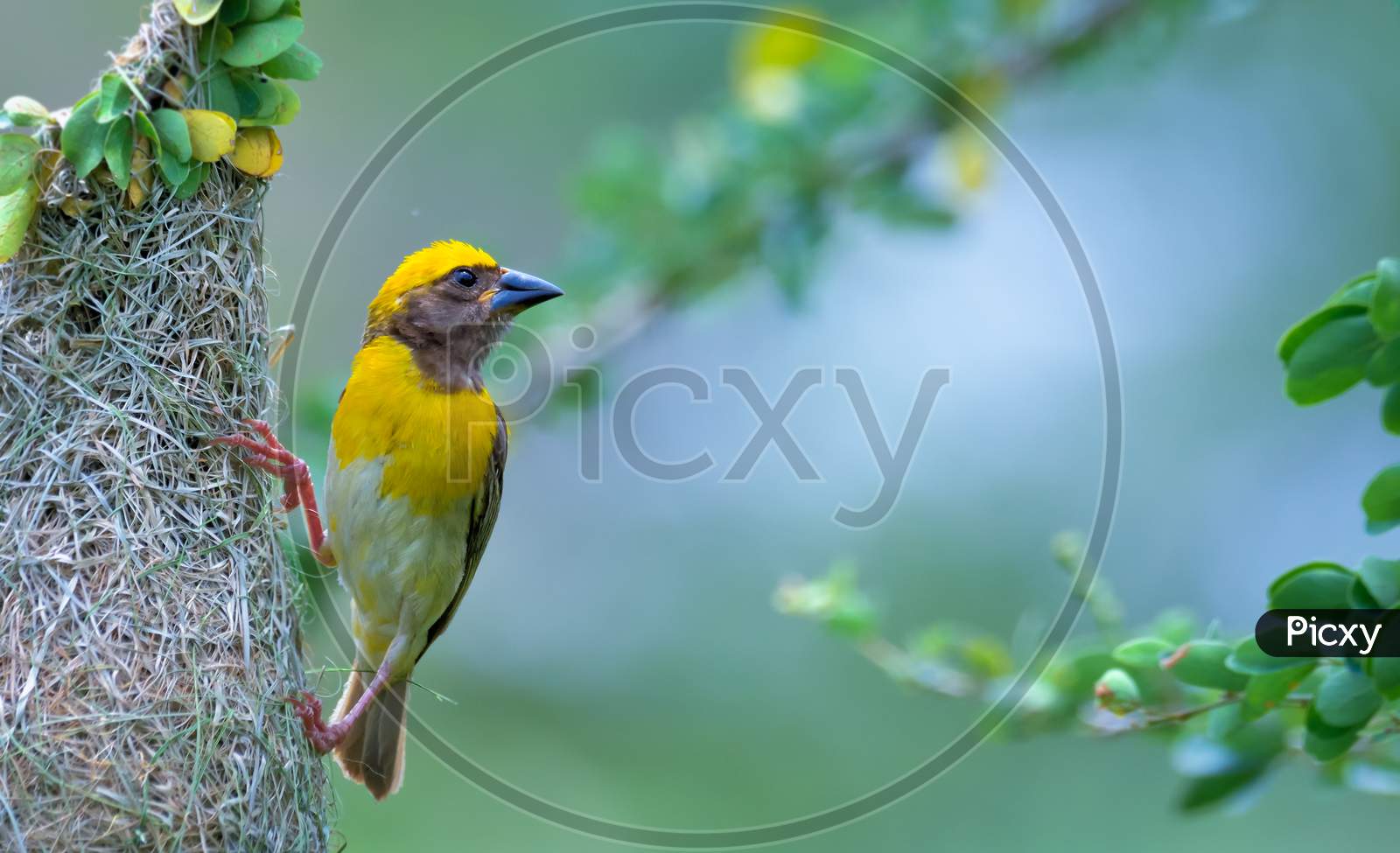 Baya Weaver Perched In Hanging Retort Shaped Nests Woven From Leaves