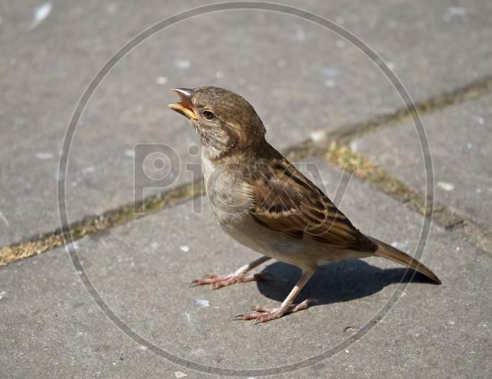 Female House Sparrow On The Pavement In The City.