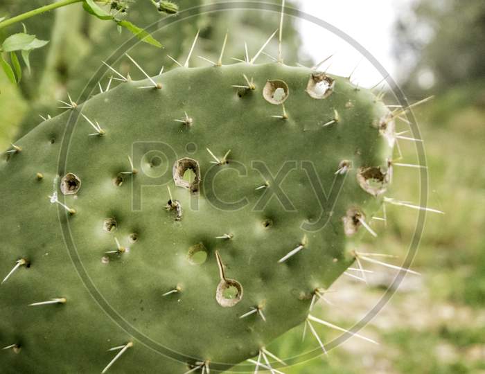 Shot Cactus