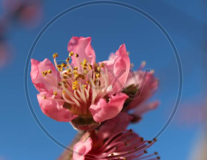 Fruit Tree Blossom (Ca 05395)