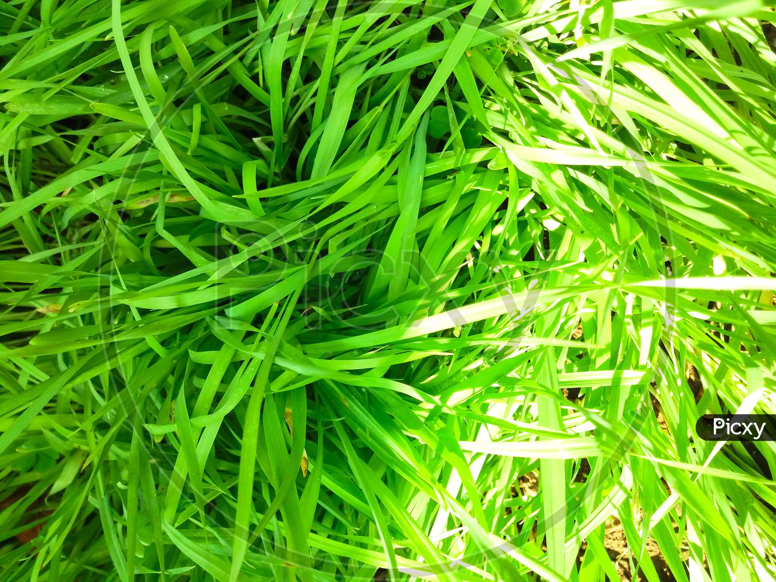 wheat grass at indian farms,partially exposed to sunlight