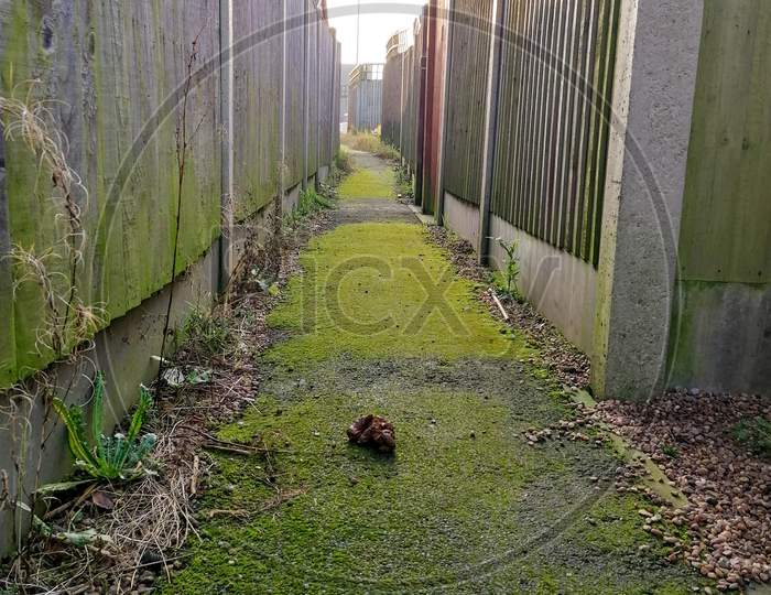 Alleyway Dog Mess
