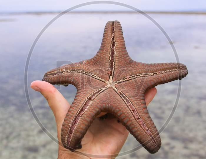 Sea Star In Hand In Tropical Water At Low Tide