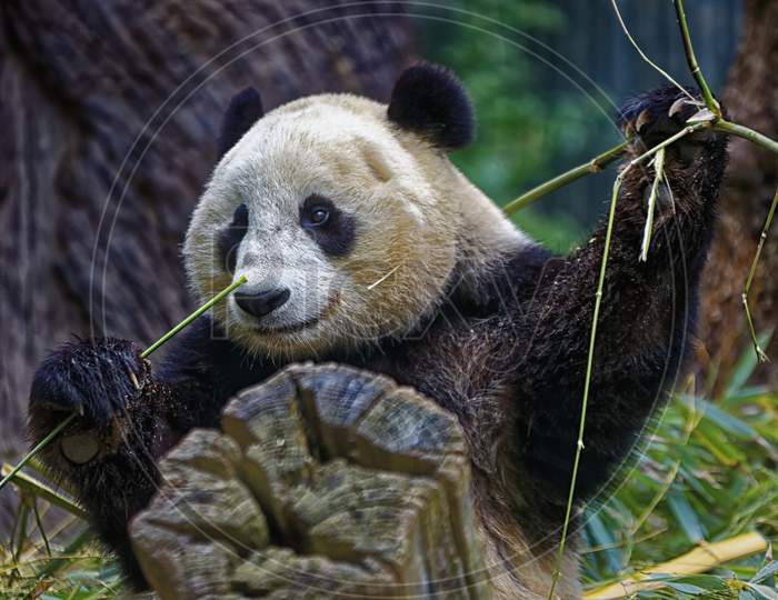 Panda eating bamboo isolated with blurred background
