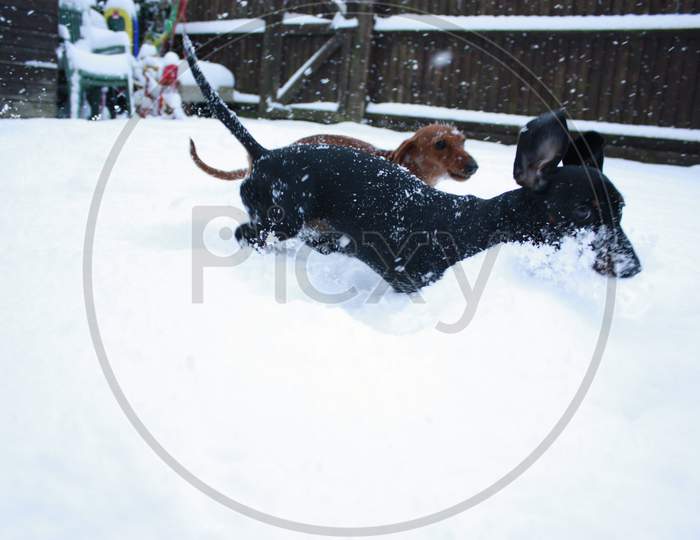 Miniature Dachshund Snow Playtime
