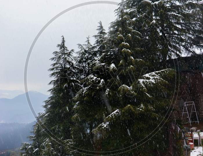 Pine Trees With Snowfall On Them During Winter