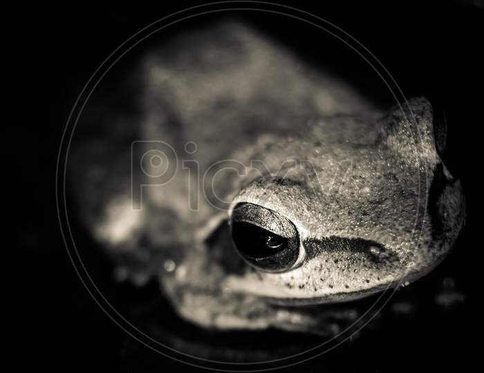 Very Close Photo Of The Leucomystax Polypedate Frog With Eye Focused. Image Of Common Tree Frog, Four-Lined Tree Frog, Silver Tree Frog On White Background. Animal. Amphibians.