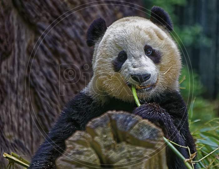 Panda eating bamboo isolated with blurred background