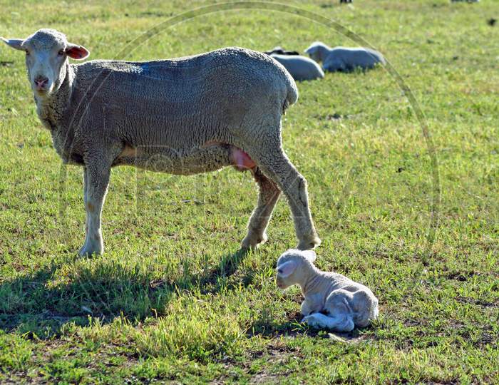 Mama And Baby Sheep (Ca 02381)