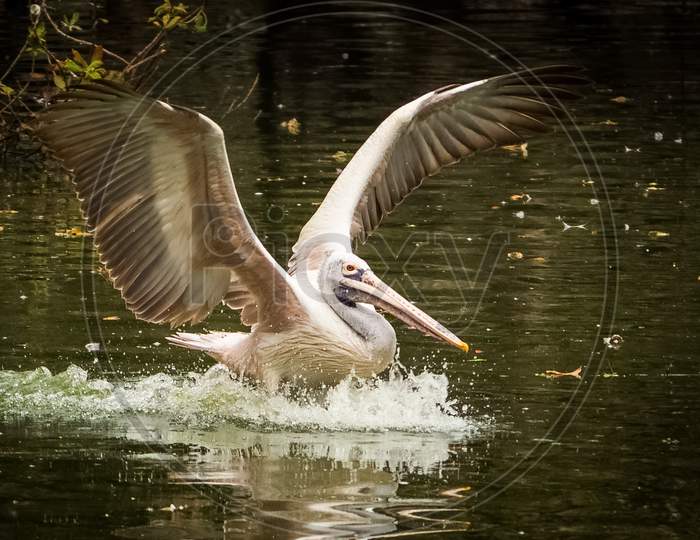 Great White Pelican Landing Over The Lake Water. India. Flying Pelicans - Water Bird