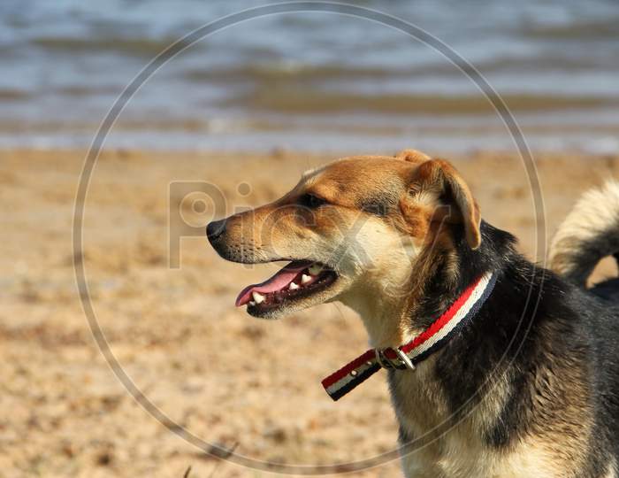 Mongrel Dog On The Beach
