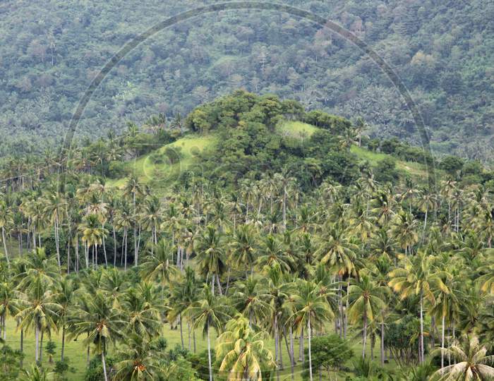 Palm Trees And Hilltop At Setangi, Lombok