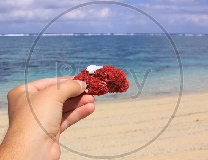 Hand Holding Red Coral, Ocean In Background