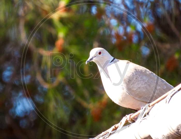 White Dove Above