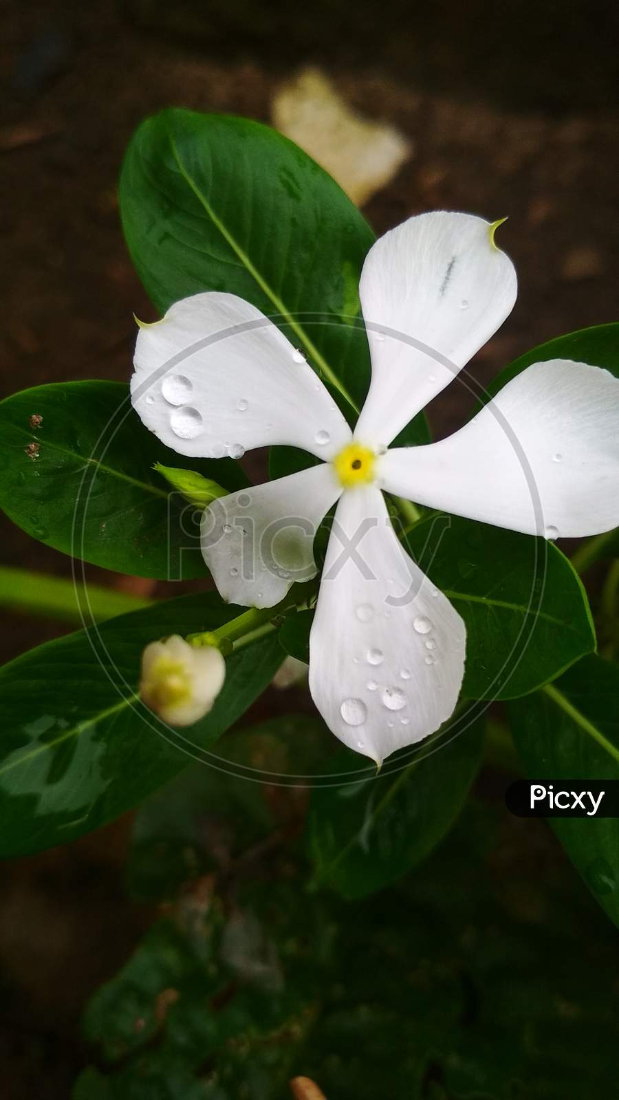 Rain Drops on Flowers and Leaves, The Flowers are Nayantara (Rose Periwinkle), Colours of white, Homemade Flowers