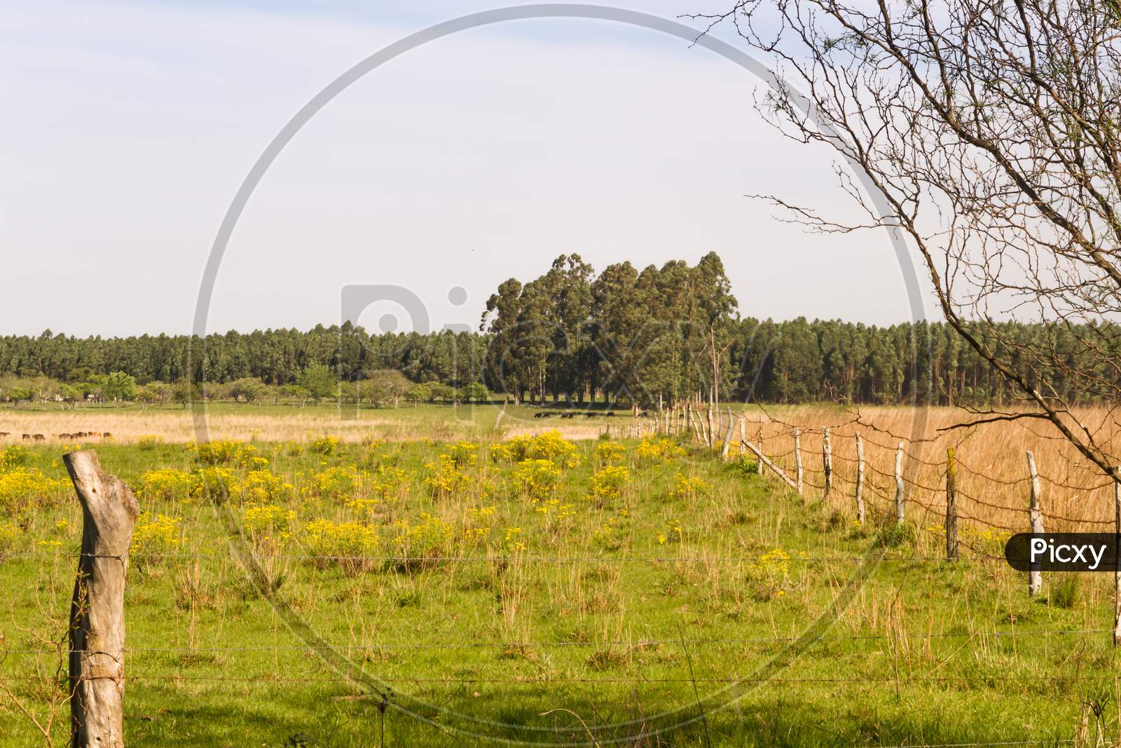 Argentinian Countryside Landscapes With Shades Of Green Yellow Flowers Cattle And Streams