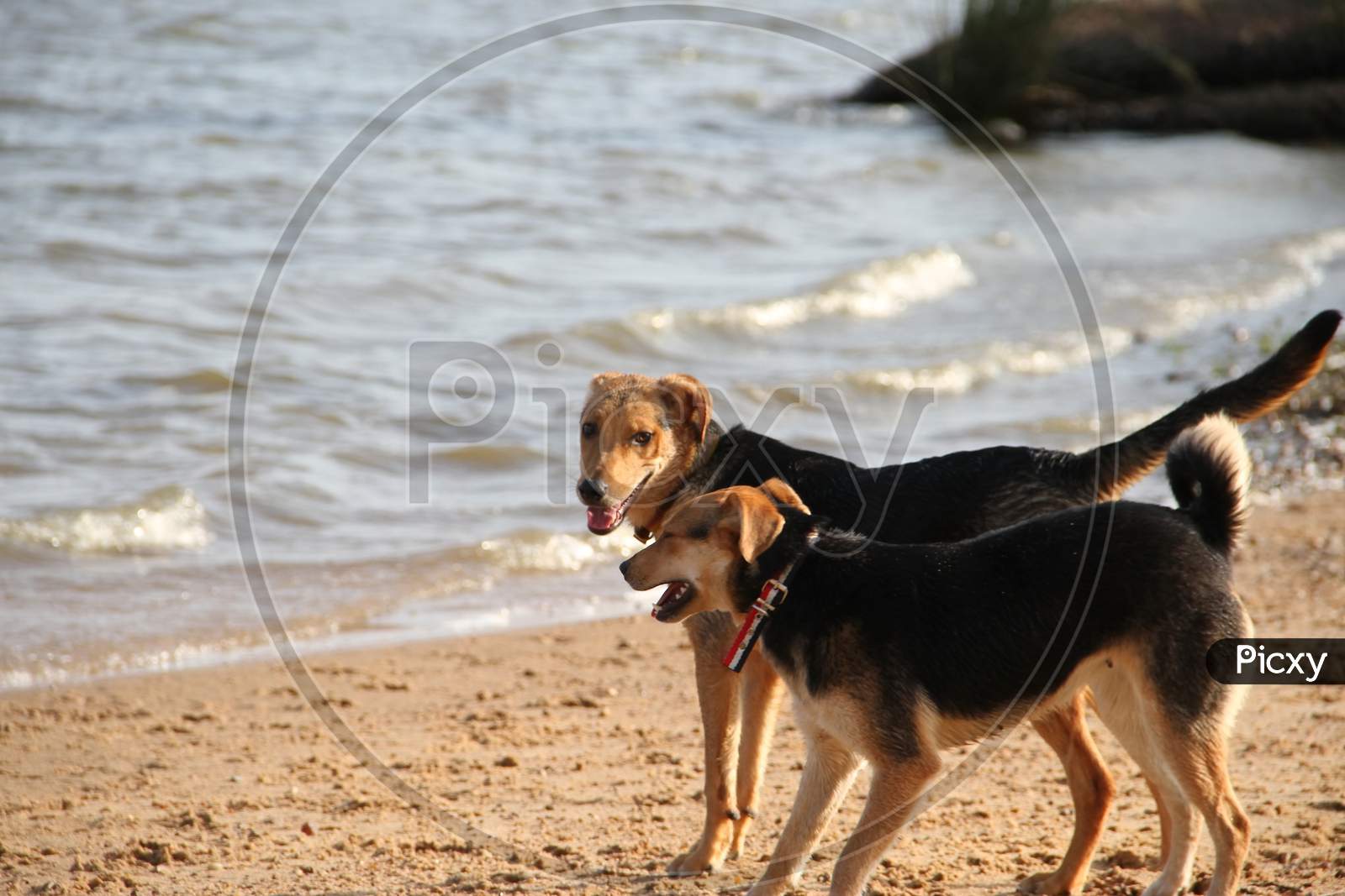 Mongrel Dog On The Beach