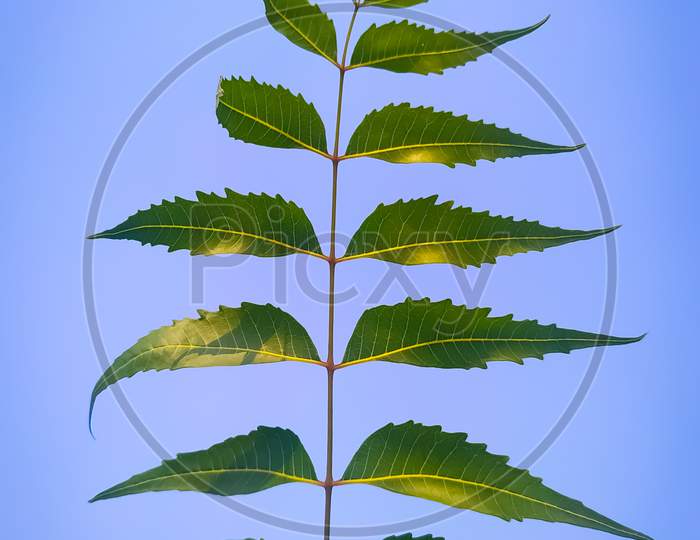 Green neem leaves on the blue background