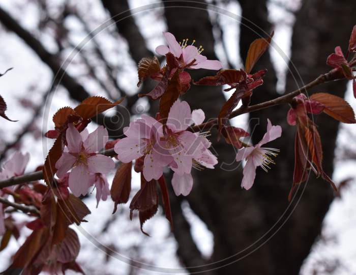 So positive to see the cherry blossom in Sapporo Japan