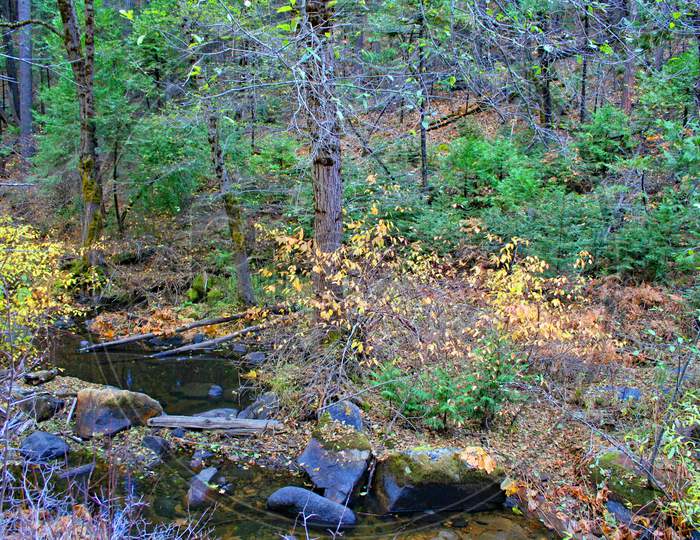 Lewis Creek In The Fall (Ca 02136)