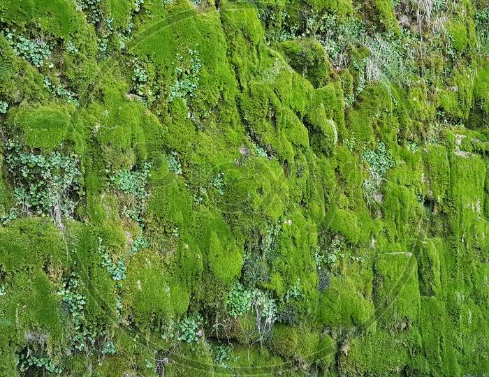 The Stone Wall Is Covered With Green Moss.