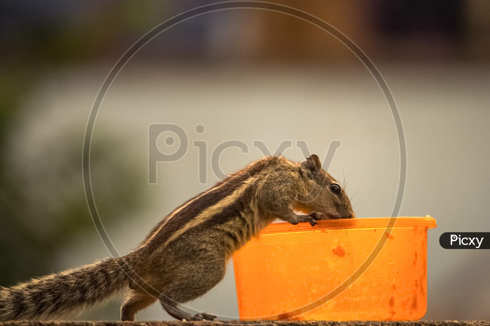 Cute Palm Squirrel Eating Fruits In The Park.The Indian Palm Squirrel Or Three-Striped Palm Squirrel Is A Species Of Rodent In The Family Sciuridae Found Naturally In India And Sri Lanka