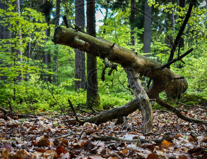 Fallen Log In Germany Forest