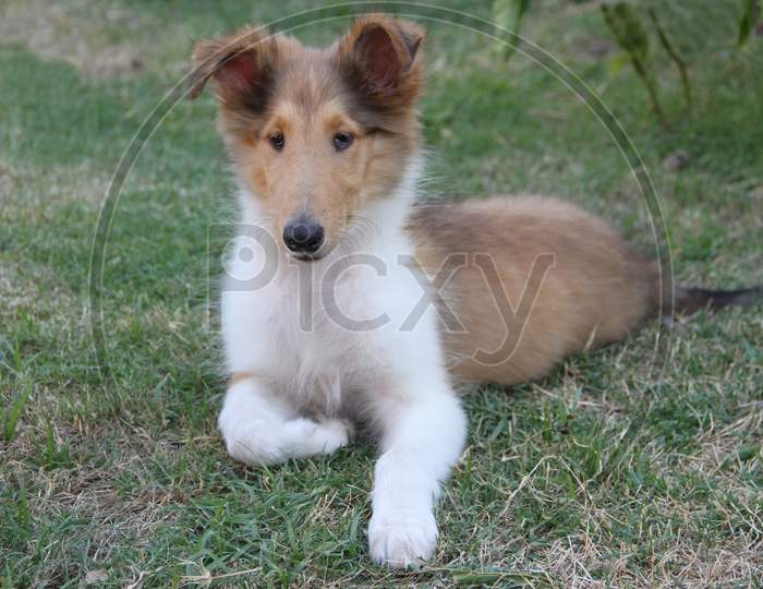 Collie Puppy Playing On The Green Grass