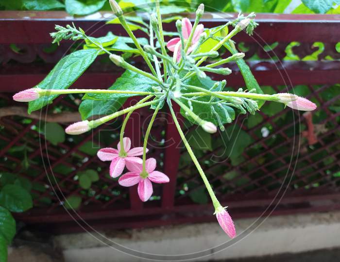 Close view of flowers