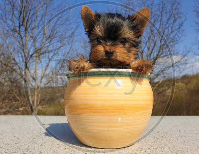Playful Yorkshire Terrier Puppy In A Garden Pot