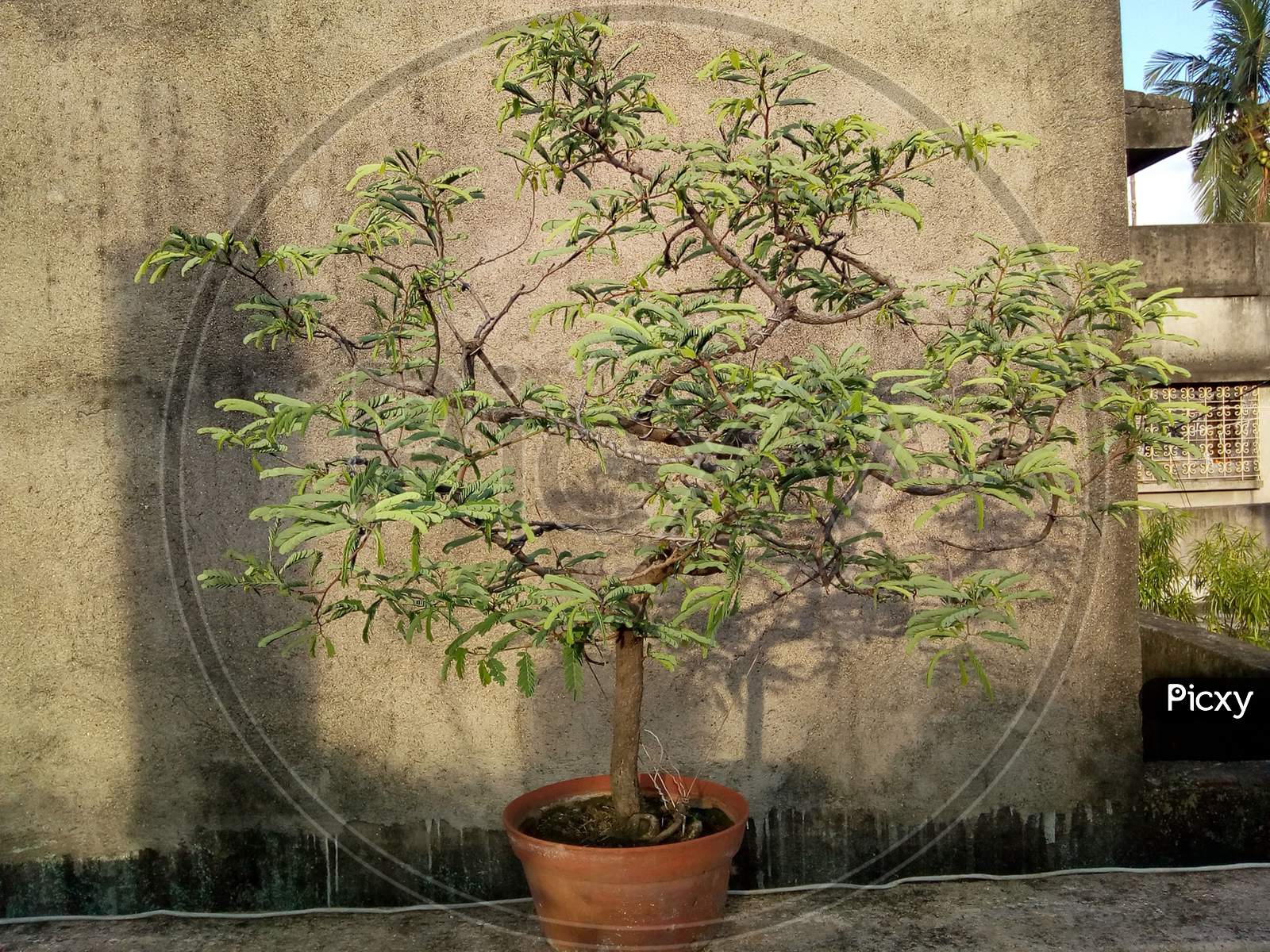 Bonsai Is An East Asian Art Form Which Utilizes Cultivation Techniques To Produce, In Containers, Small Trees That Mimic The Shape And Scale Of Full Size Trees
