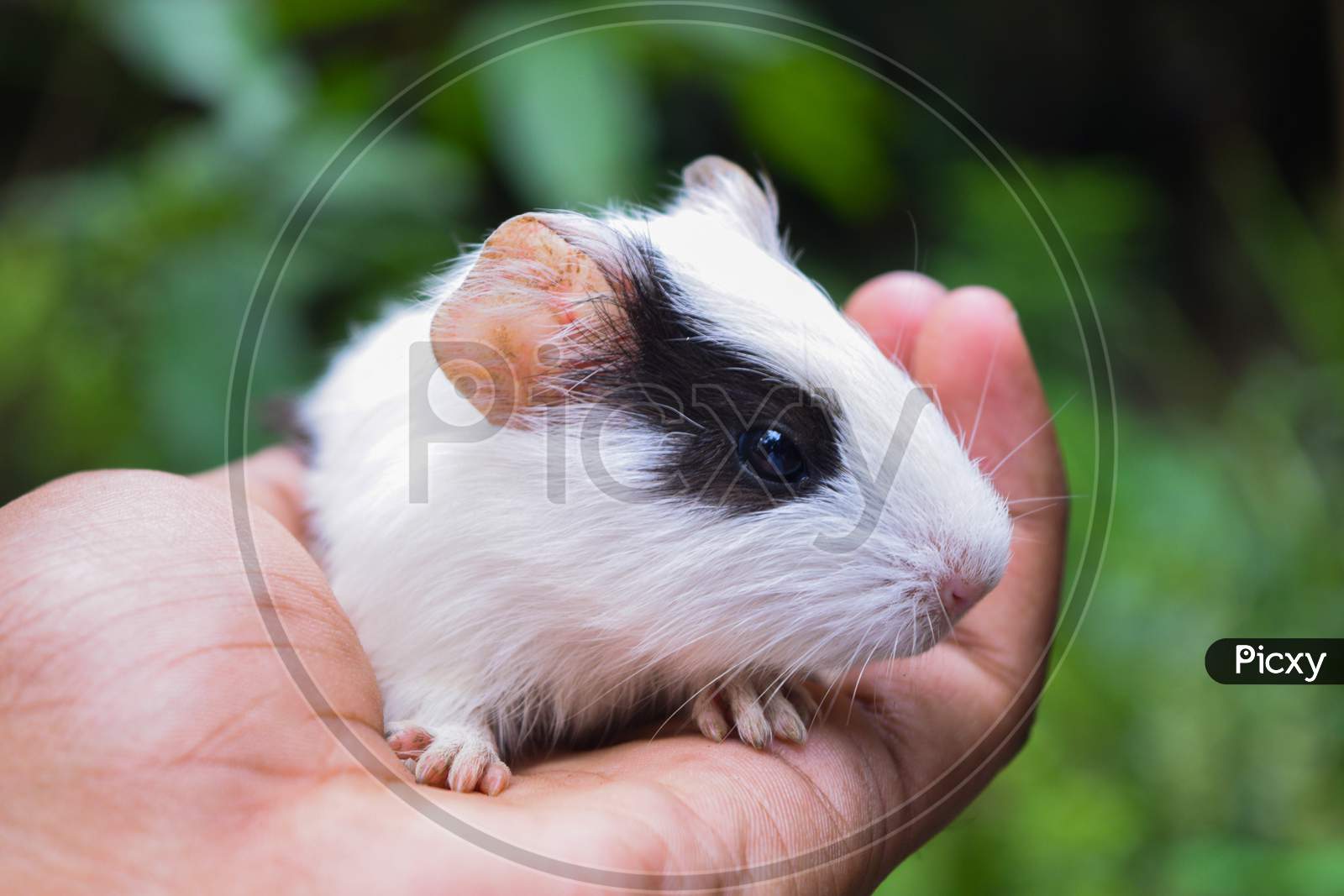 A cute black and white guinea pig on hand in the morning during winter