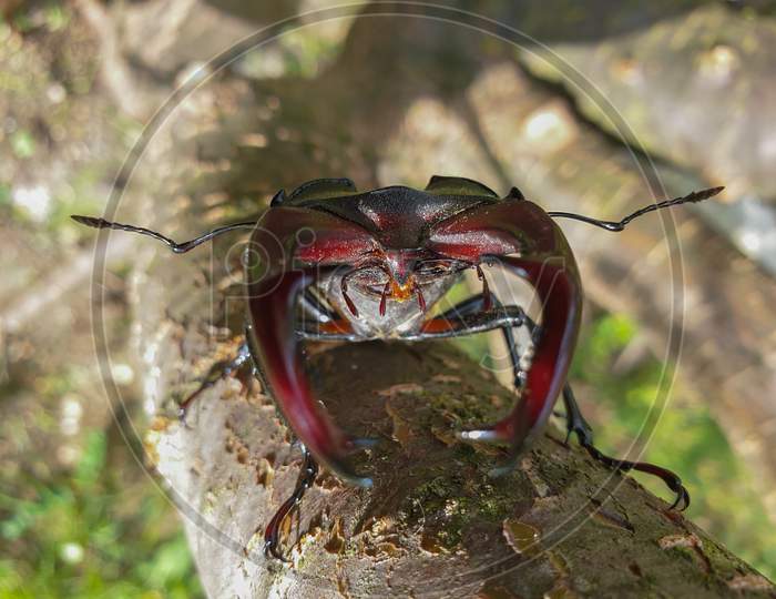Male European Stag Beetle Insect On Tree Branch