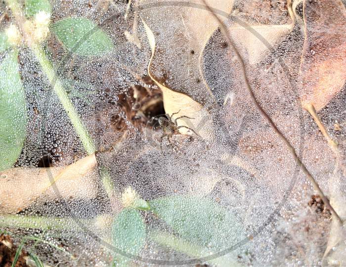 Spider web on grass in mist