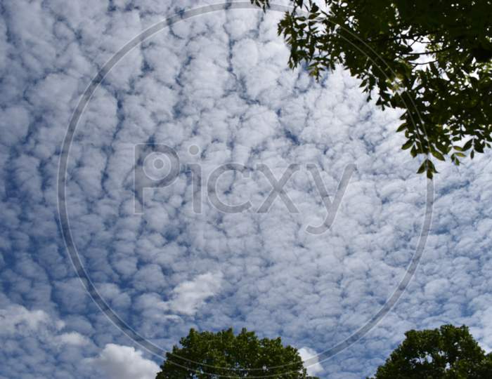 Altocumulus clouds in a layer are moving overhead to the east
