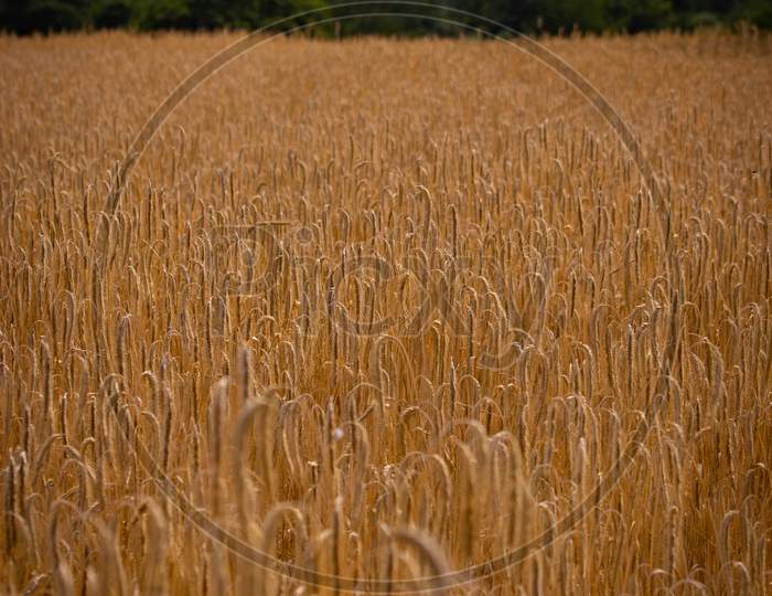 Summer Wheat field Essex UK