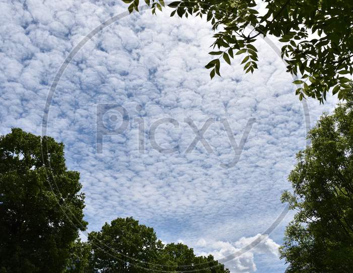 Altocumulus clouds in a layer are moving overhead to the east