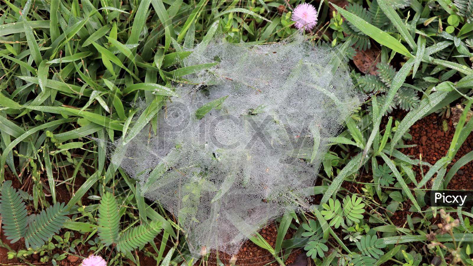 Spider web on grass in mist