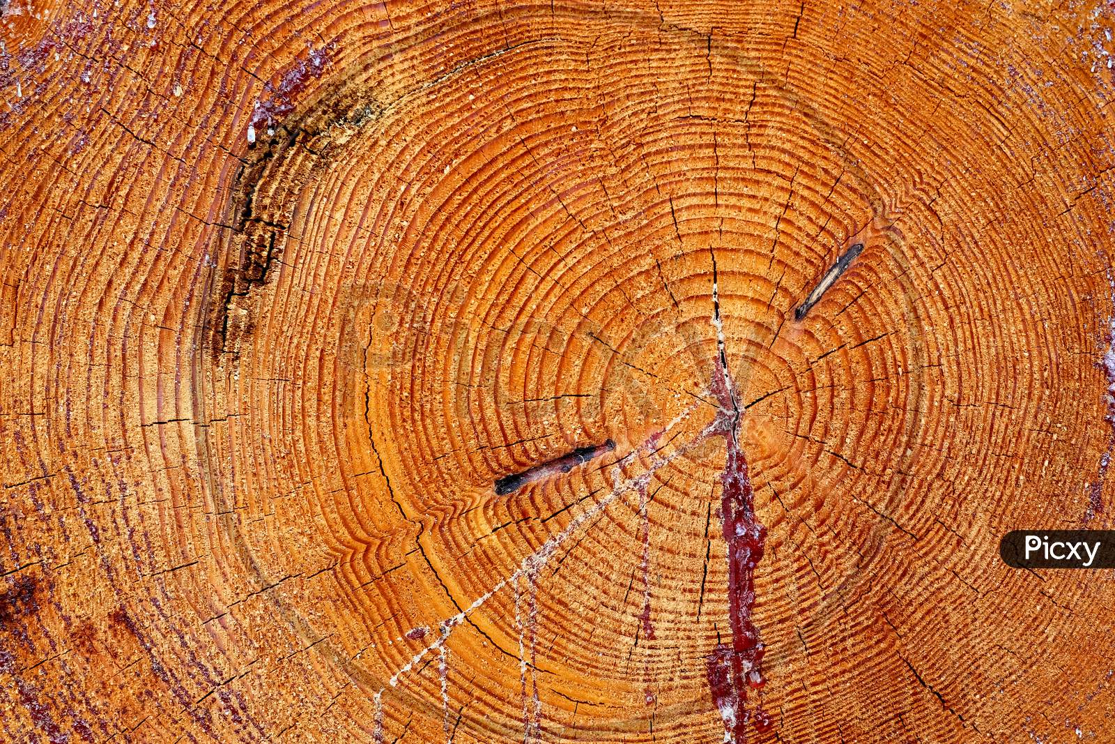 Fresh sawed wood in a close up view. Detailed texture of annual rings in a wooden surface.
