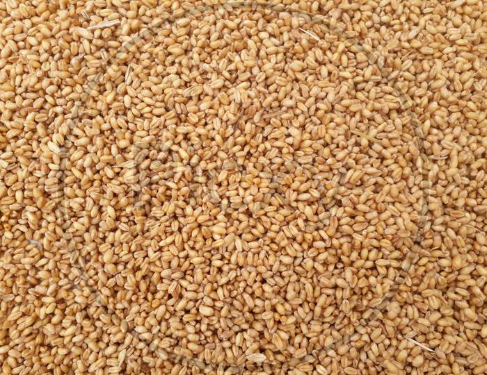 Whole Wheat Grains in Sonpur, Bihar, India