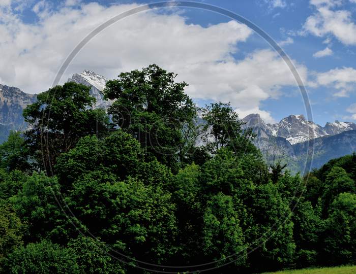 Trees and mountain panorama in Switzerland 6.5.2020