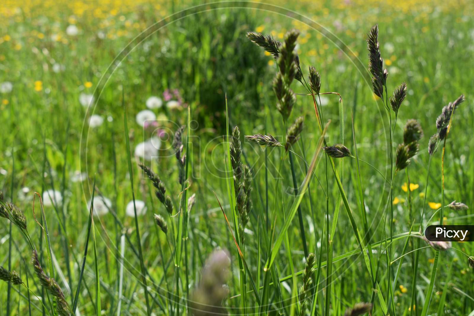 Green meadow in Liechtenstein
