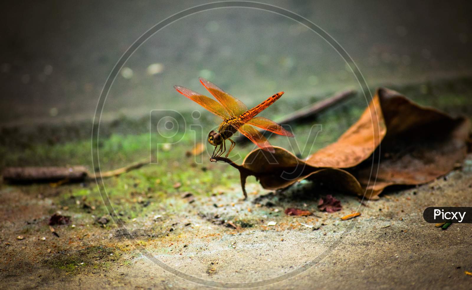 A brown Dragonfly stands on a dry leaf macro photography