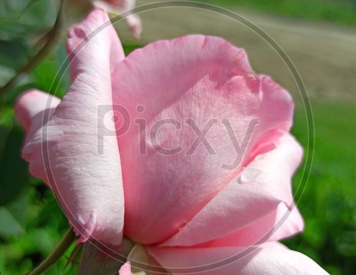 Pink Roses in Srinagar, Jammu & Kashmir, India