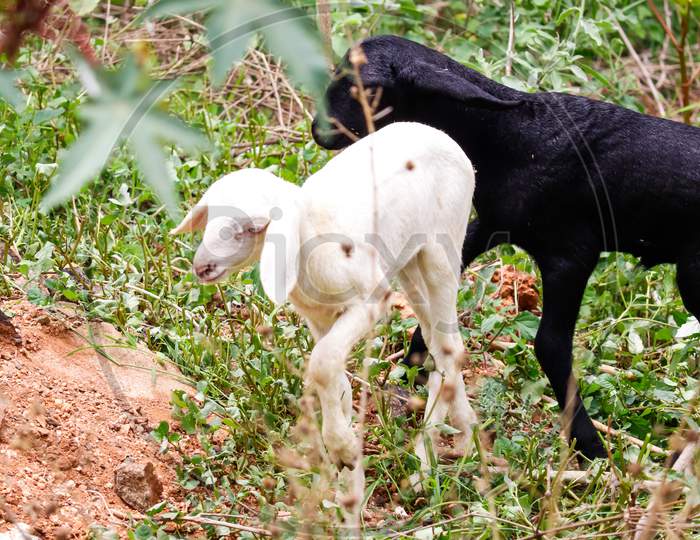 Two baby goat children stand in the short summer grass.